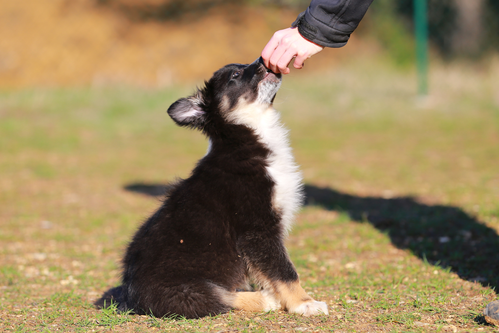 Puppy Training