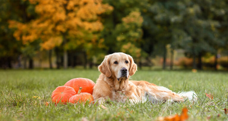 Can you Feed your Dog Pumpkin?