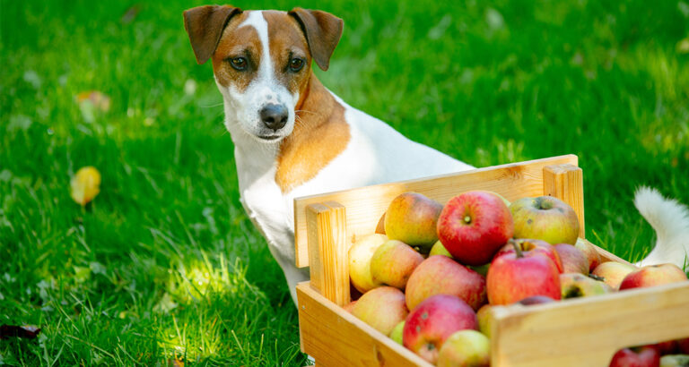 Healthy or Dangerous: Can Dogs eat Apples?