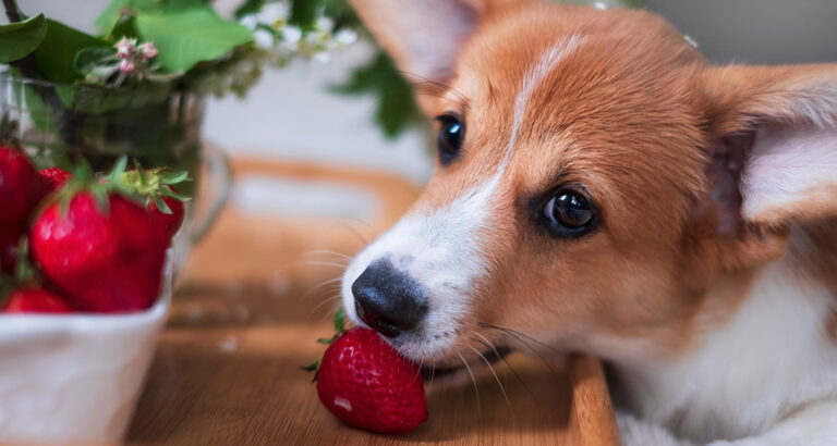 Danger or Delight: Can Dogs eat Strawberries?