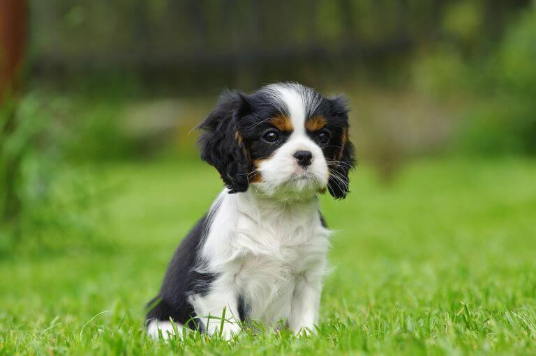 Cavalier King Charles Spaniel