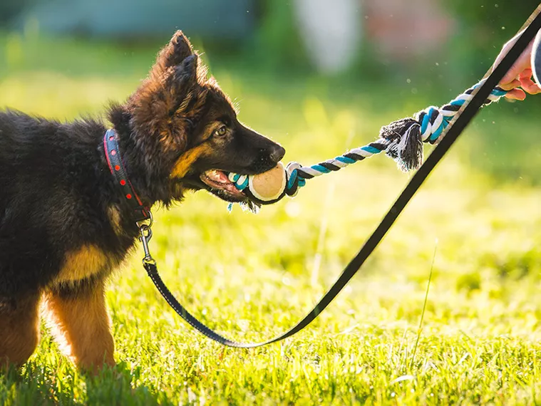 Puppy School