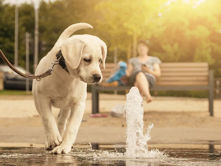 Walking on a Leash