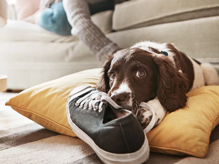 Puppy School