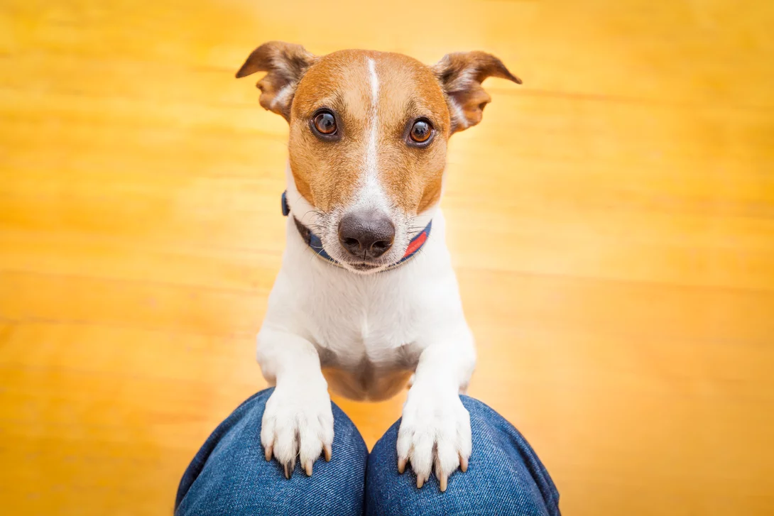 Begging in Dogs