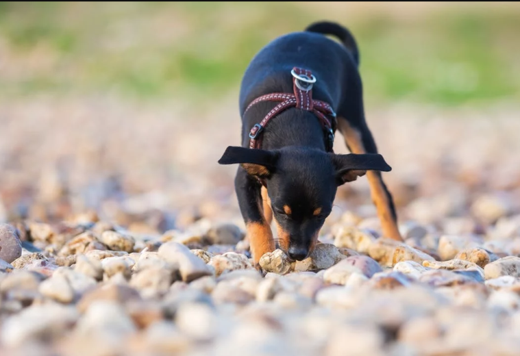 Getting a Puppy House-Trained