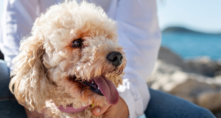 Dogs with Curls: How adorable are these Dog Breeds