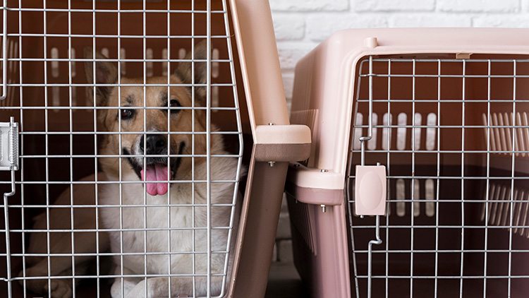 Crate Training Your Dog