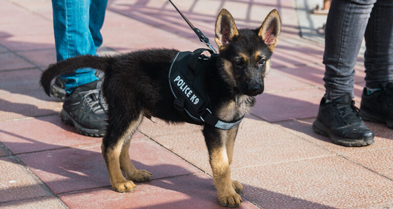 Too Cute for the Police? Specialized Dogs available for Adoption