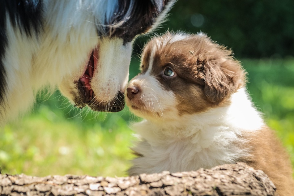 Puppy Training