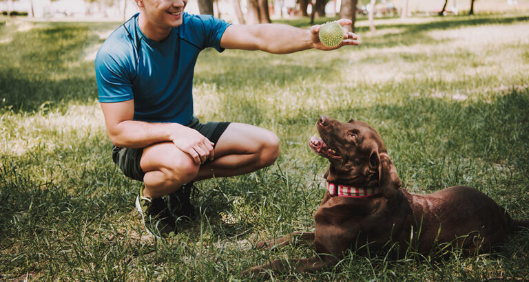 What are the 5 golden rules of dog training?