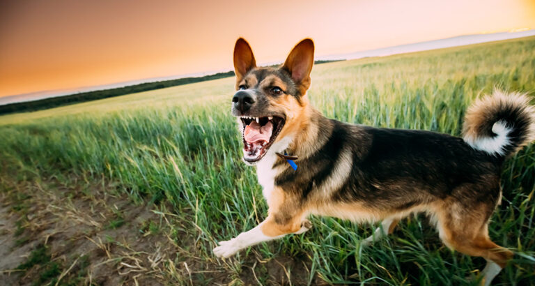 Preventing Aggressive Behavior in Dogs