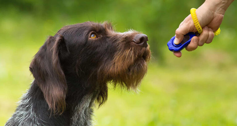 Clicker Training with Dogs: How to promote it properly!