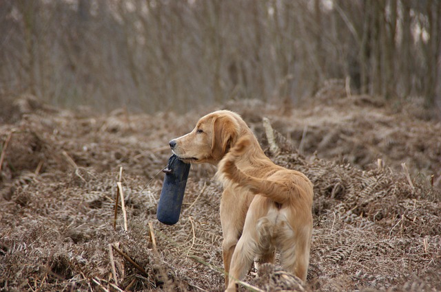 Dummy Training with Your Dog