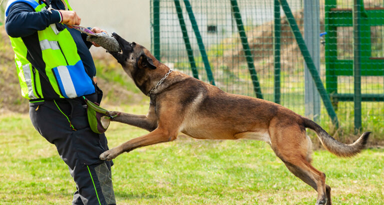 The strongest Dog in the World has a stronger Bite than a Lion