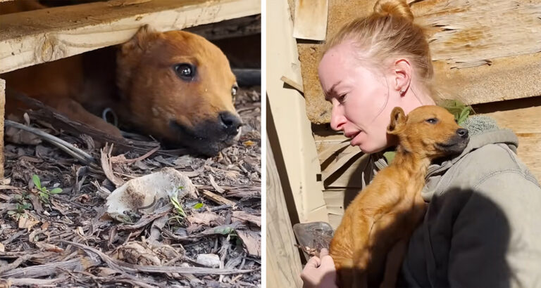 Stray Puppy Leads Rescuers to Her Hideout, Then Melts into Rescuer’s Arms