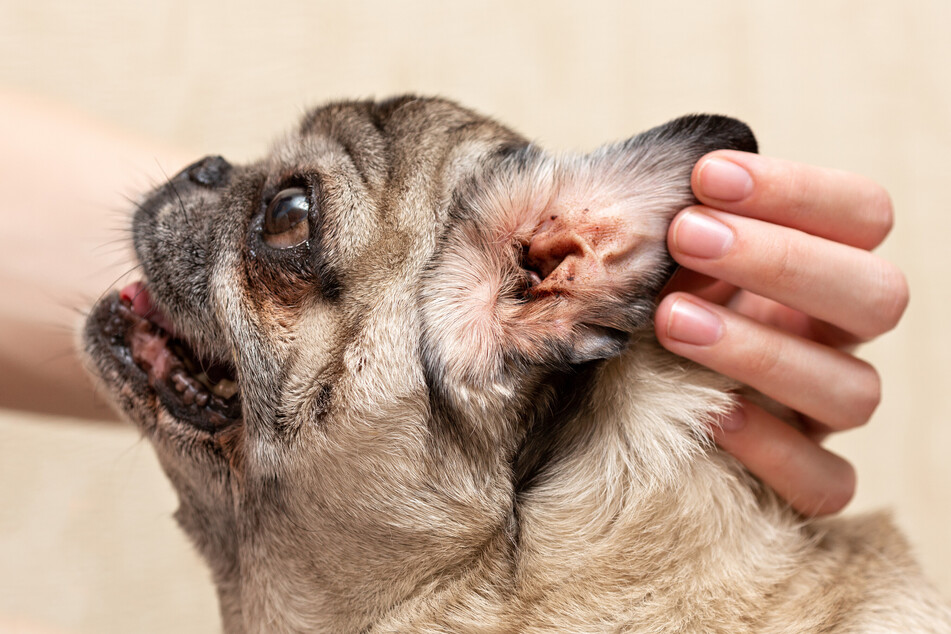 Cleaning Dog Ears