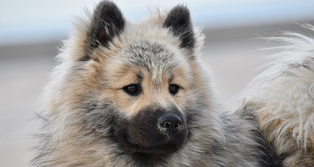 Eurasier: Dog Breed Characteristics & Care