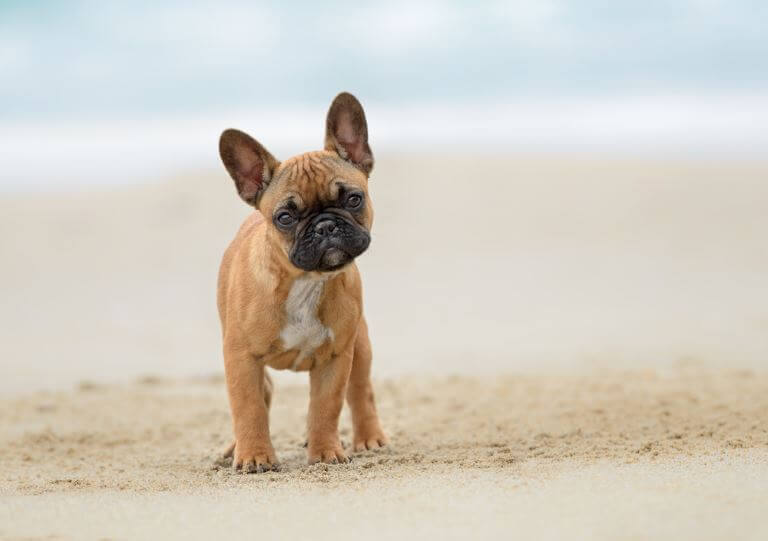 French Bulldog