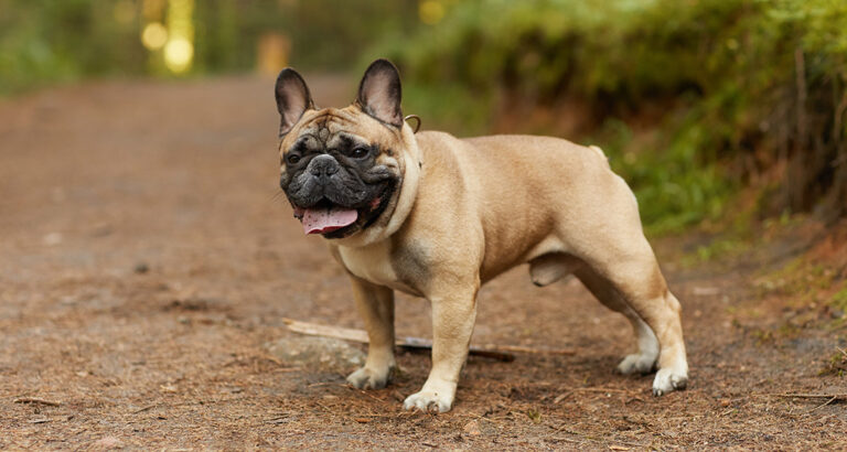 French Bulldog: Dog Breed Characteristics & Care