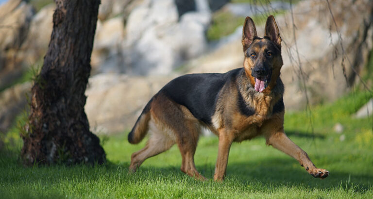 German Shepherd: Dog Breed Characteristics & Care