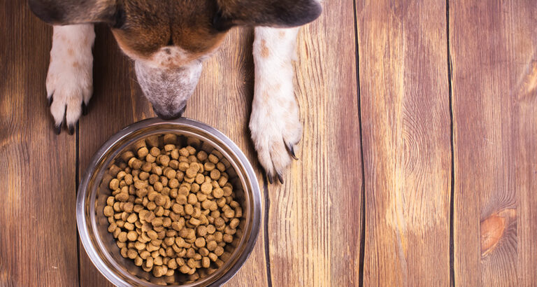 Why Feed Grain-Free Food to My Dog?