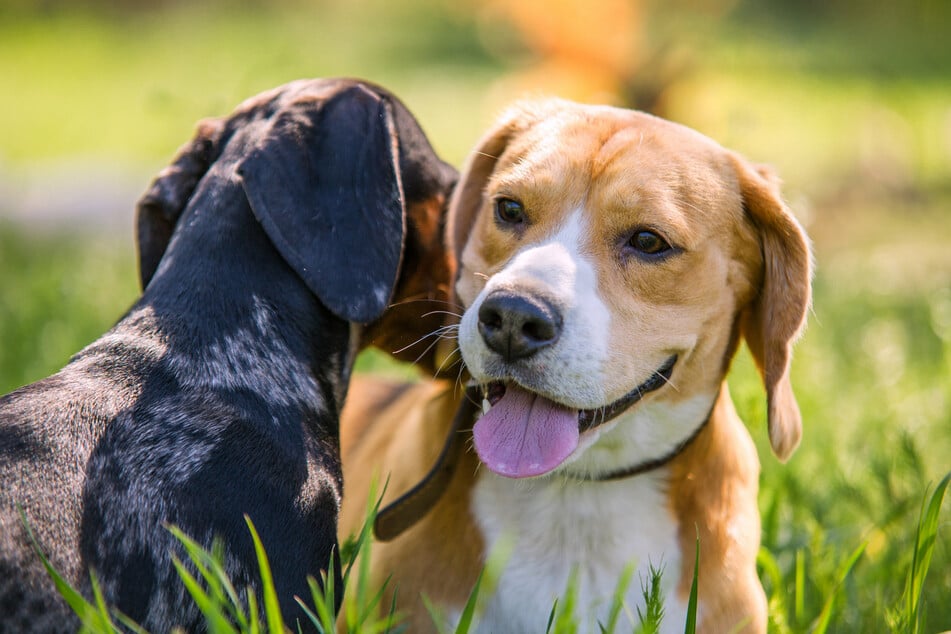 T-Position in Dogs