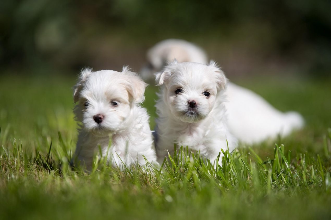 Maltese