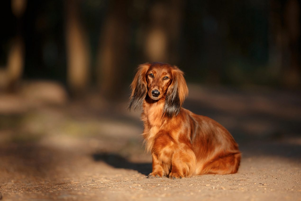 Dachshund