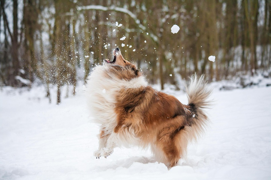 Dog eating Snow