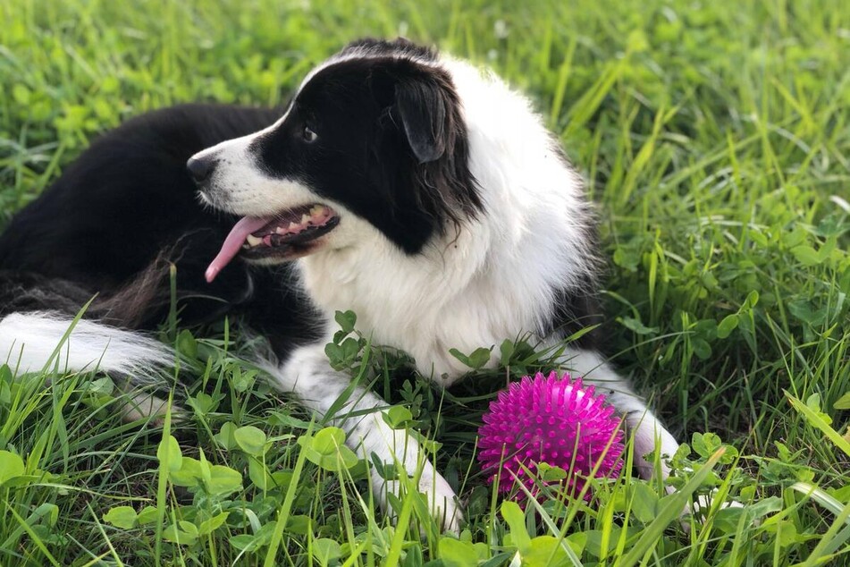 Teaching Dog Commands