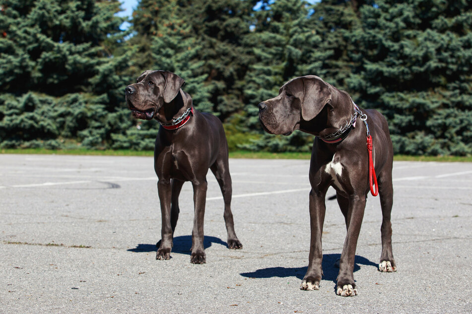 Quiet Dog Breeds