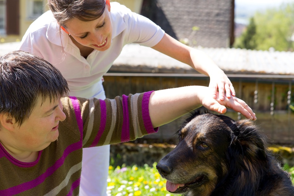 Therapy Dog