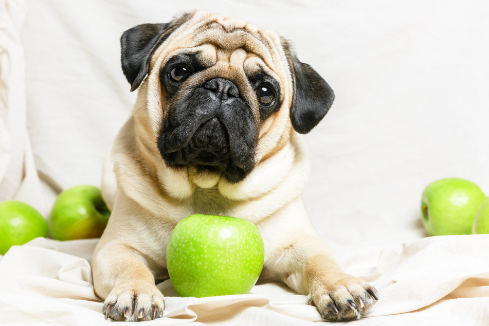 Can Dogs eat Apples?