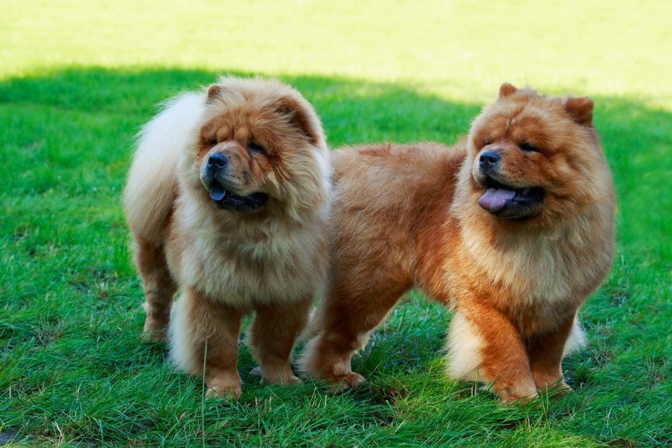 Medium-Size Dog Breeds