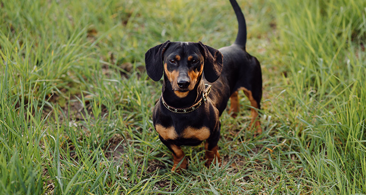 10 Longest Living Dog Breeds