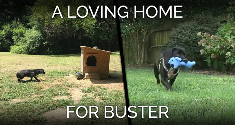 See the Moment This Formerly Neglected Dog Comes Home For the First Time – Try Not To Cry!