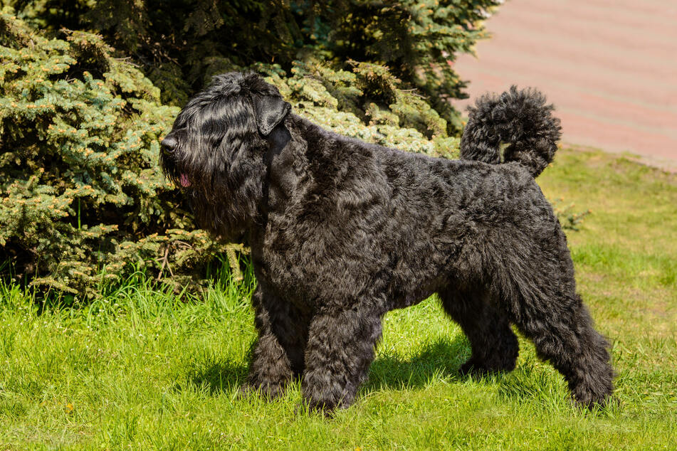 Dogs with Curls