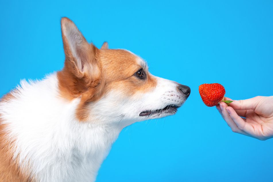 Can Dogs eat Strawberries