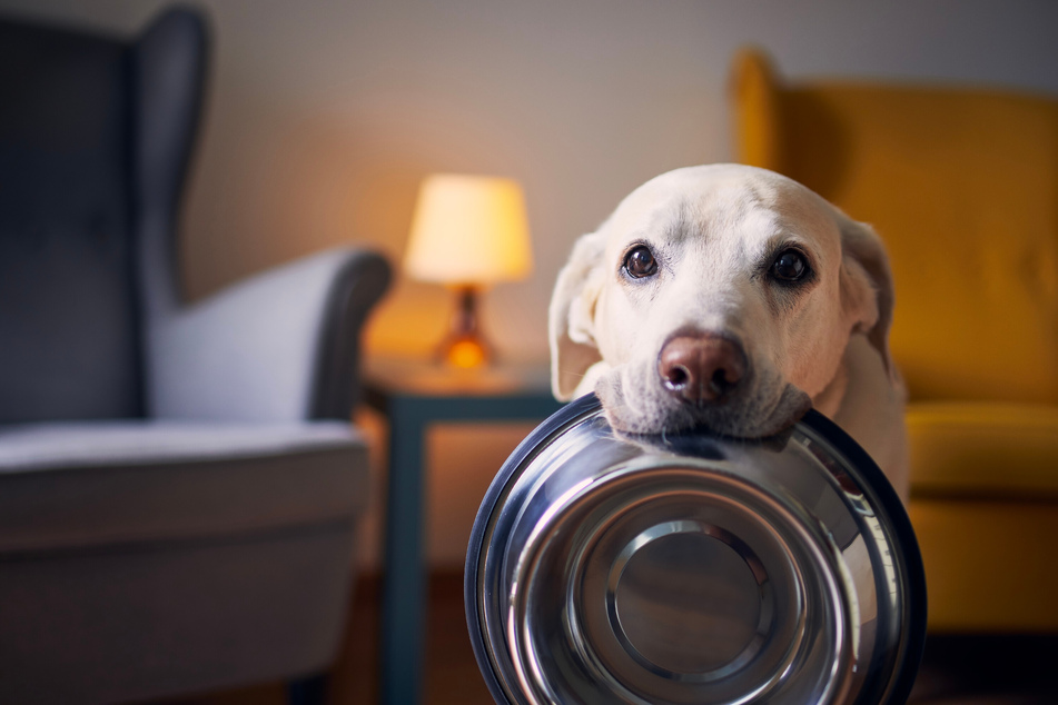 Feeding Dogs Raw Meat