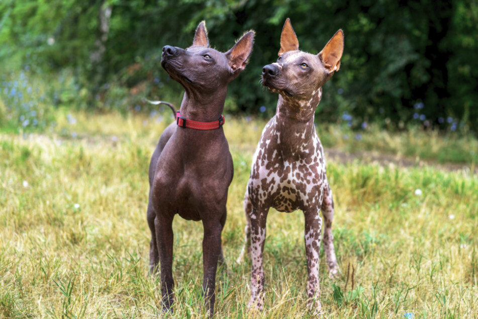 Rare Dog Breeds