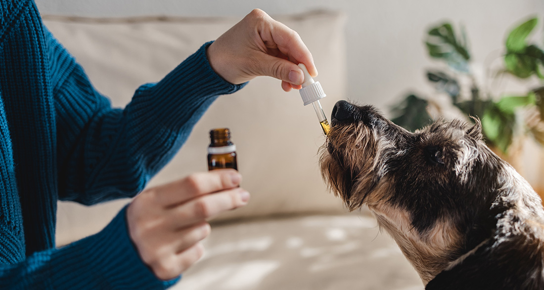 7 Healthy Oils for Dogs