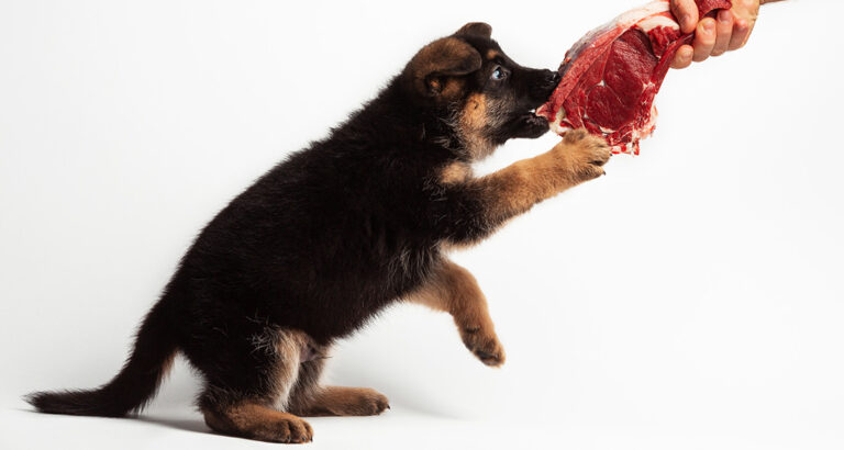 Barfing Puppies: Does It Make Sense?