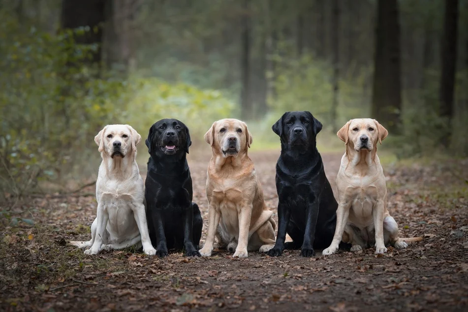 Medium-Size Dog Breeds