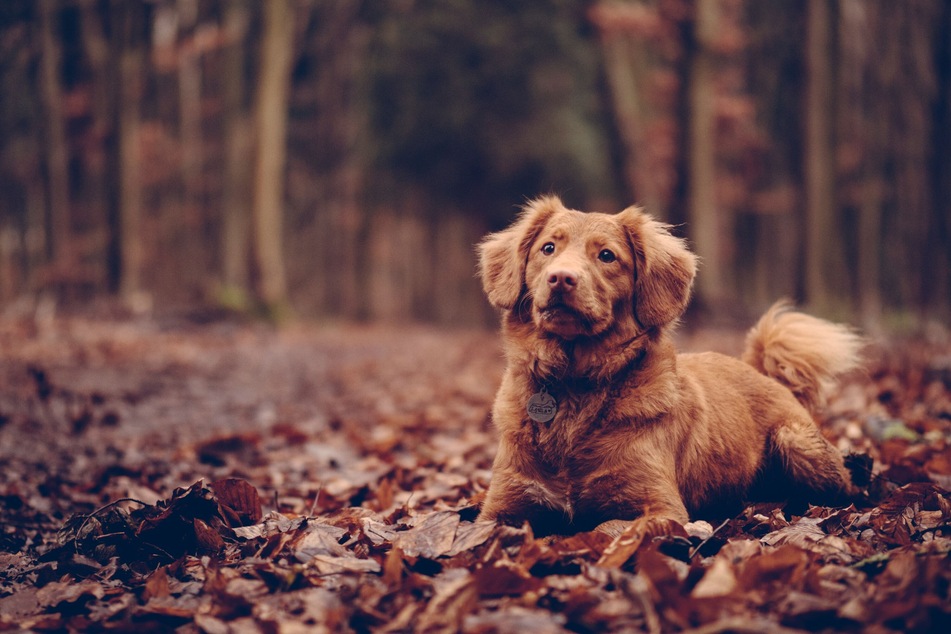 Walking with Dogs in Autumn