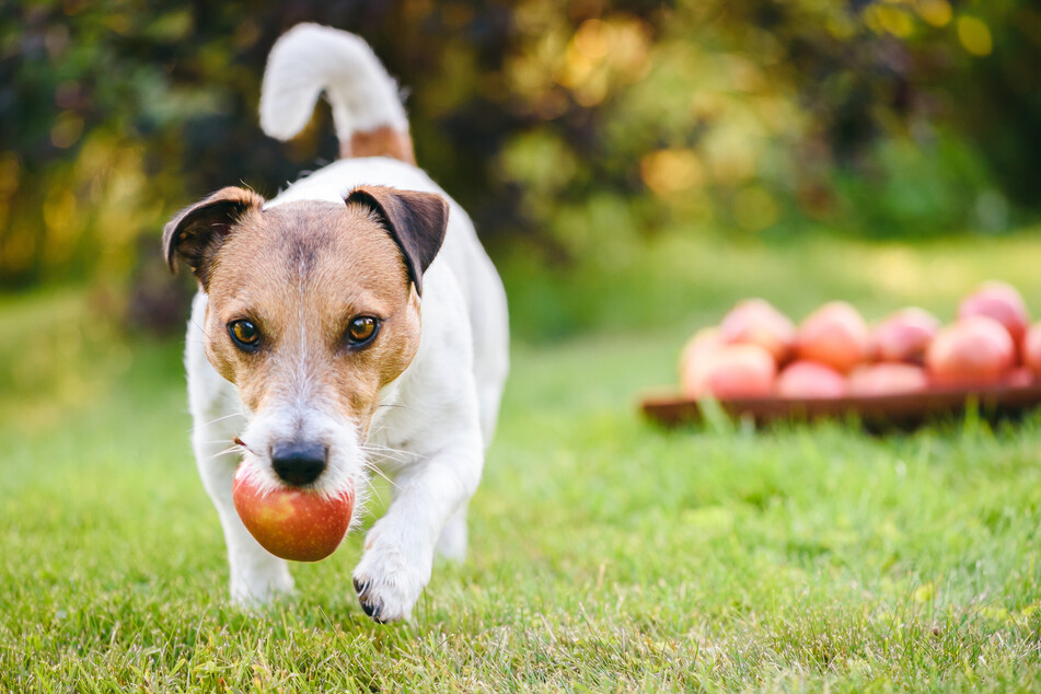 Can Dogs eat Apples?