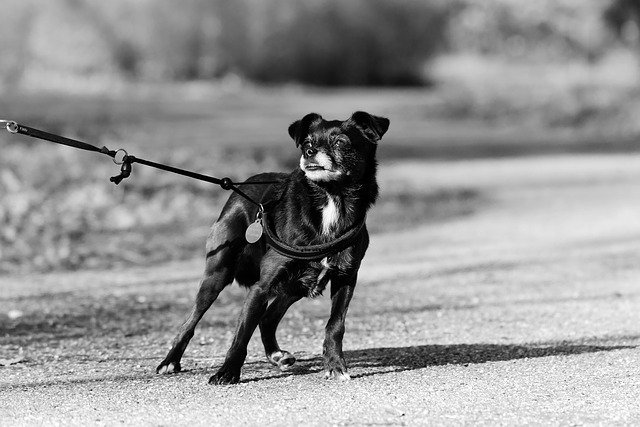 Dog Pulls on the Leash