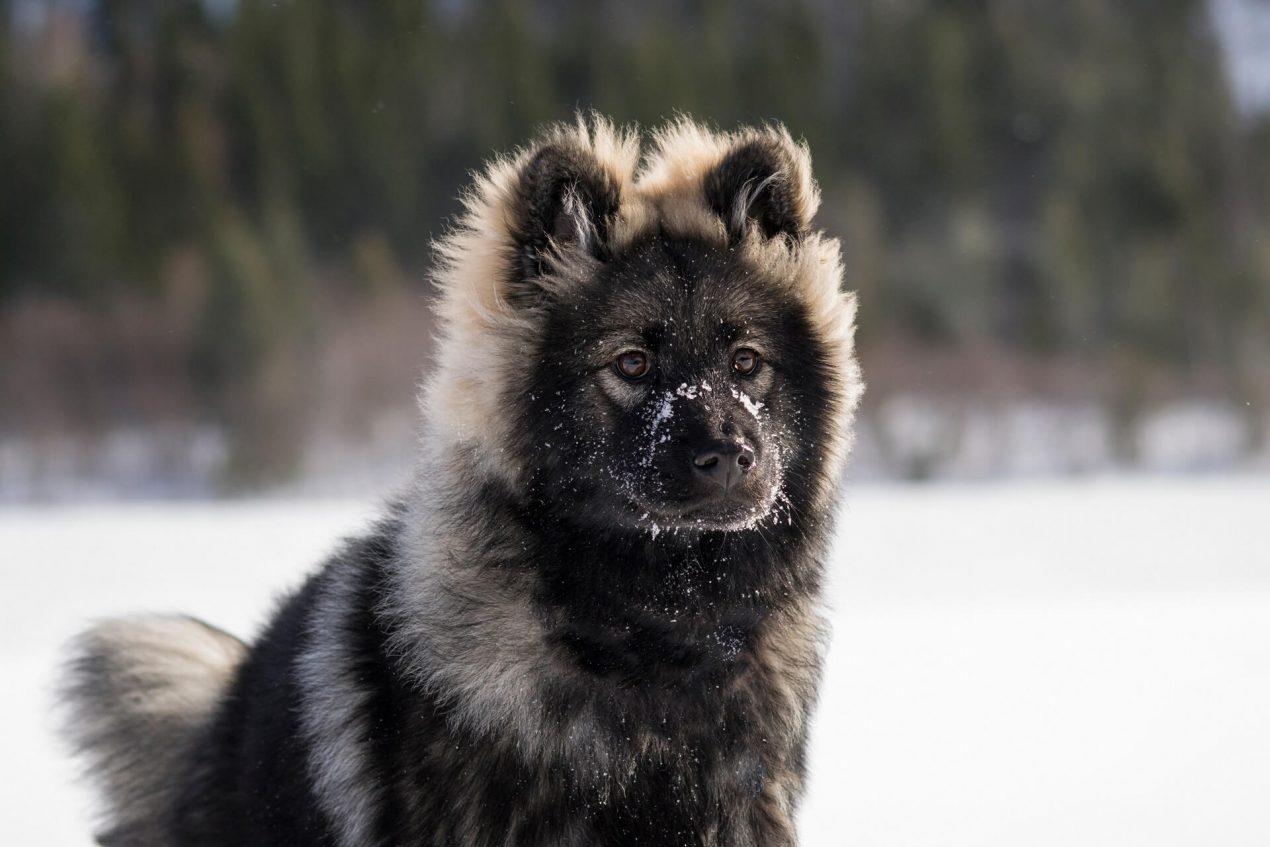 Eurasier