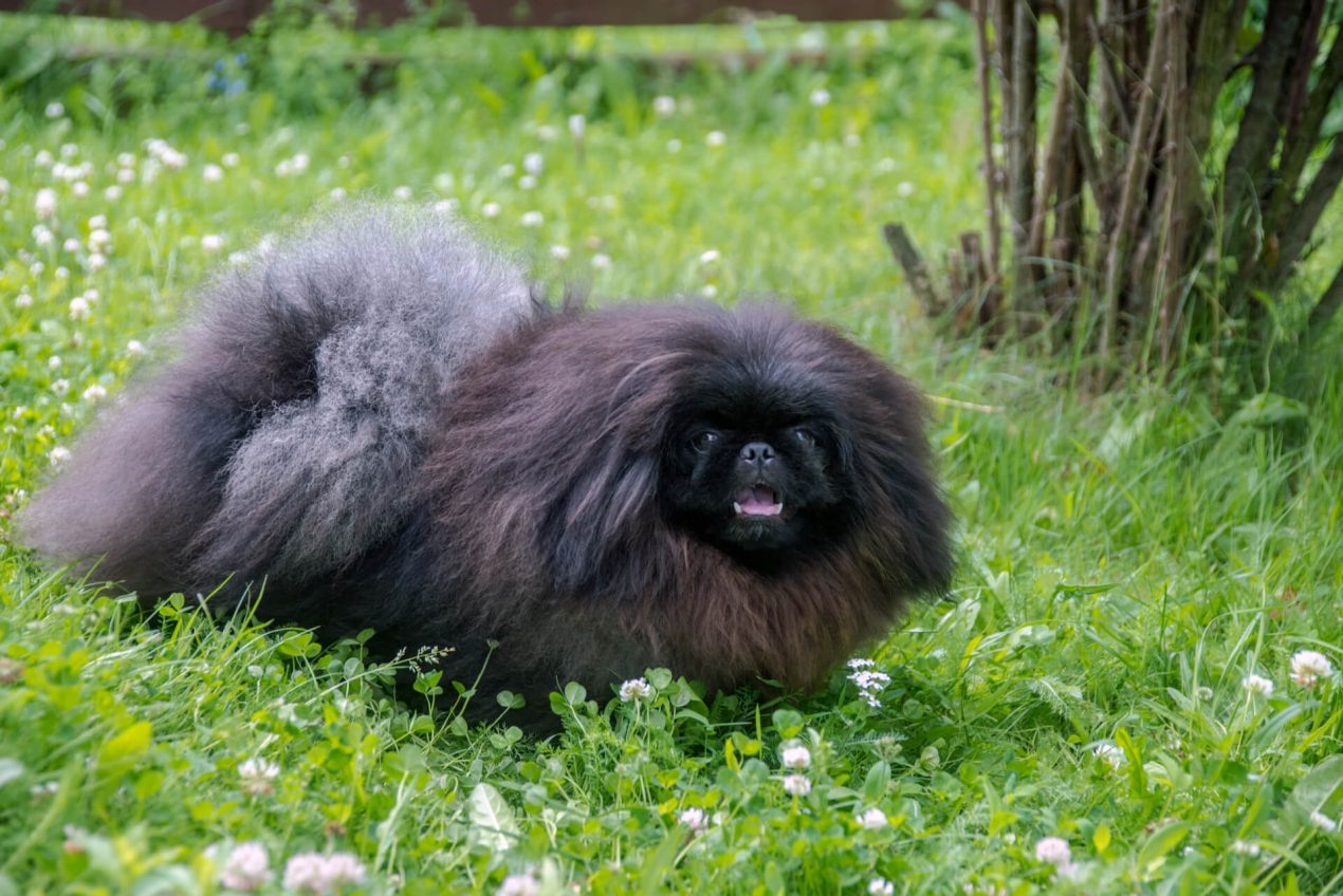 Pekingese