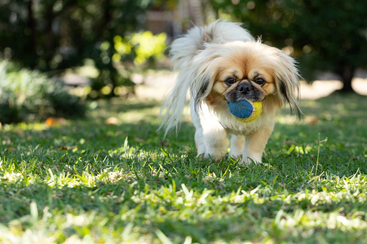 Pekingese